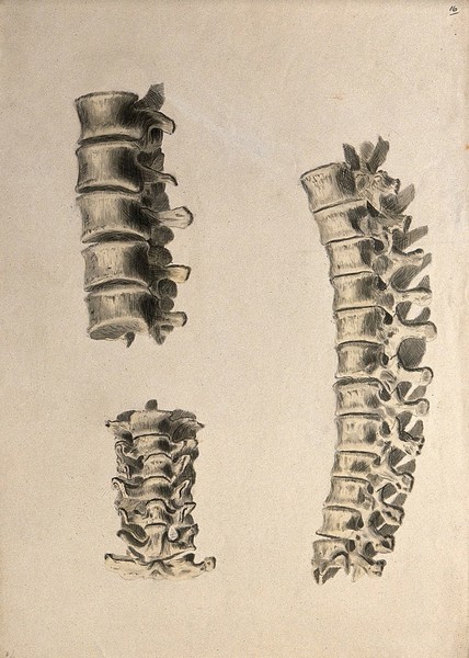 Vertebrae: three figures. Ink and watercolour, 1830/1835?, after W. Cheselden, ca. 1733.