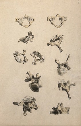 Vertebrae: eleven figures. Ink and watercolour, 1830/1835?, after W. Cheselden, ca. 1733.