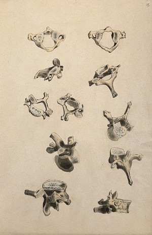 view Vertebrae: eleven figures. Ink and watercolour, 1830/1835?, after W. Cheselden, ca. 1733.