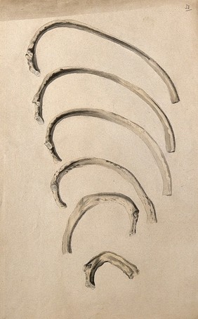 Ribs: six figures. Ink and watercolour, 1830/1835?, after W. Cheselden, ca. 1733.