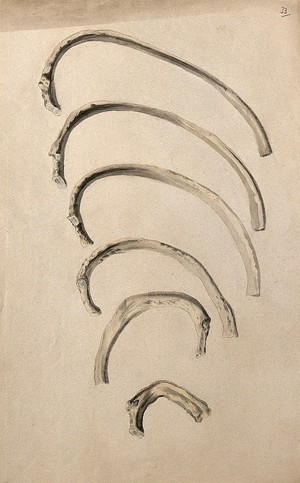 view Ribs: six figures. Ink and watercolour, 1830/1835?, after W. Cheselden, ca. 1733.