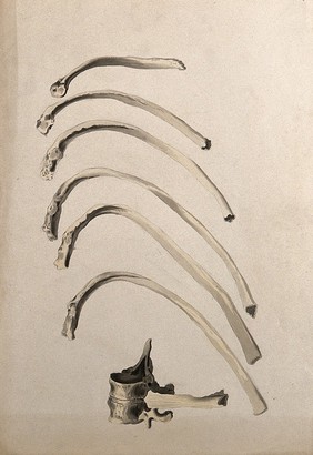 Ribs and vertebrae: seven figures. Ink and watercolour, 1830/1835?, after W. Cheselden, ca. 1733.