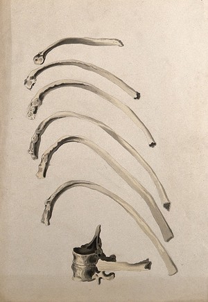 view Ribs and vertebrae: seven figures. Ink and watercolour, 1830/1835?, after W. Cheselden, ca. 1733.