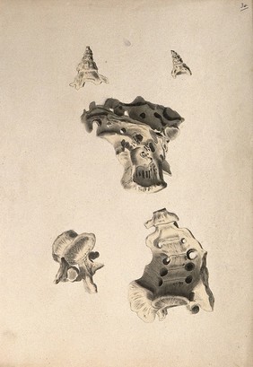 Sacrum: five figures. Ink and watercolour, 1830/1835?, after W. Cheselden, ca. 1733.