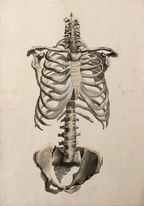 Bones of the torso: front view. Ink and watercolour, 1830/1835?, after W. Cheselden, ca. 1733.