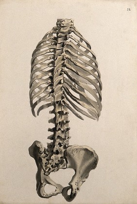 Bones of the trunk: back view. Ink and watercolour, 1830/1835?, after W. Cheselden, ca. 1733.