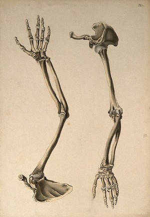 view Bones of the arm and hand: two figures. Ink and watercolour, 1830/1835?, after W. Cheselden, ca. 1733.