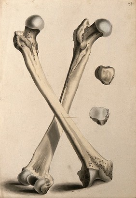 Crossed femurs (thigh-bones). Ink and watercolour, 1830/1835?, after W. Cheselden, ca. 1733.