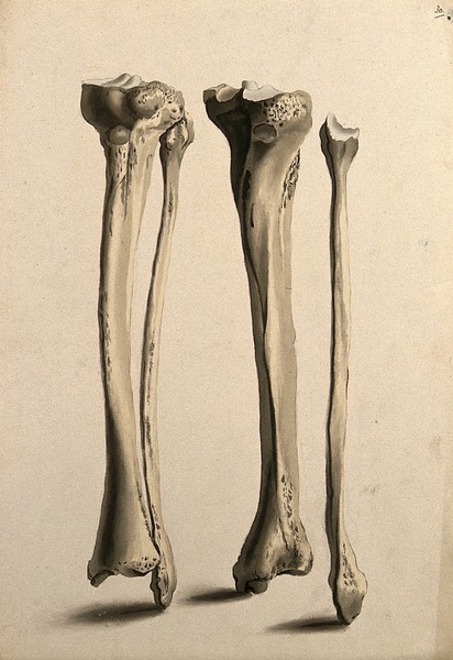 Tibia and fibula bones. Ink and watercolour, 1830/1835?, after W. Cheselden, ca. 1733.