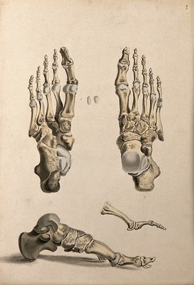 Bones of the foot. Ink and watercolour, 1830/1835?, after W. Cheselden, ca. 1733.