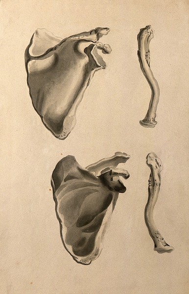 Scapulae and clavicles. Ink and watercolour, 1830/1835?, after W. Cheselden, ca. 1733.
