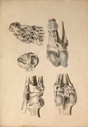 view Ligaments of the lower limb. Ink and watercolour, 1830/1835?, after W. Cheselden, ca. 1733.