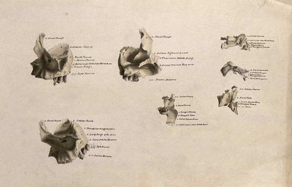 Bones of the skull: seven figures. Ink and watercolour, after an unidentified work on anatomy, ca. 1830(?).