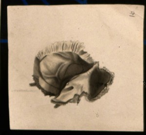view Bone of the skull. Ink and watercolour, after an unidentified work on anatomy, ca. 1830(?).
