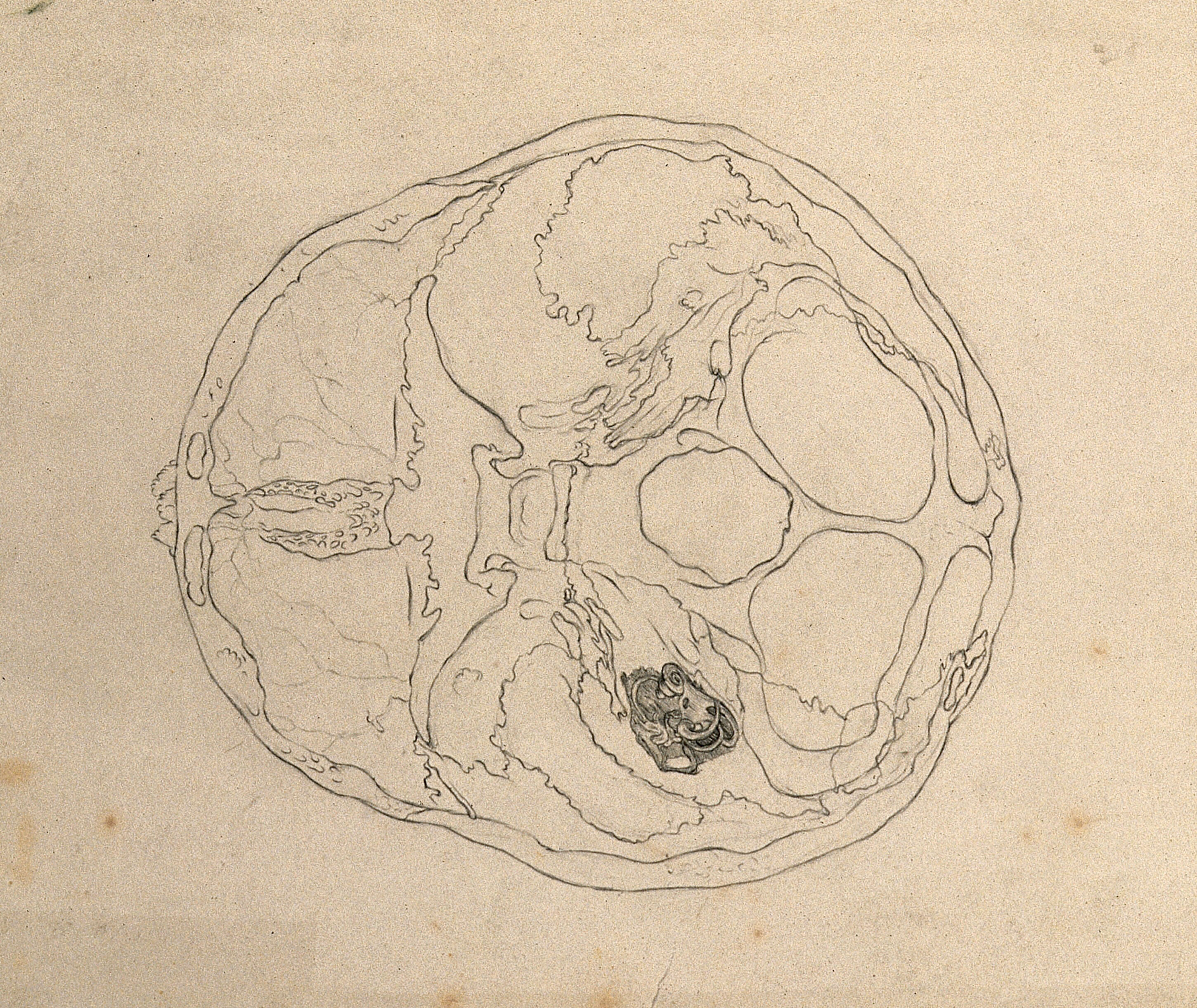 Cross Section Of A Skull Including Detail Of Inner Ear Pencil