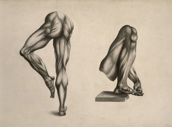 Écorché legs: two figures. Pencil and ink wash drawing, after an unidentified work on anatomy, ca. 1830(?).