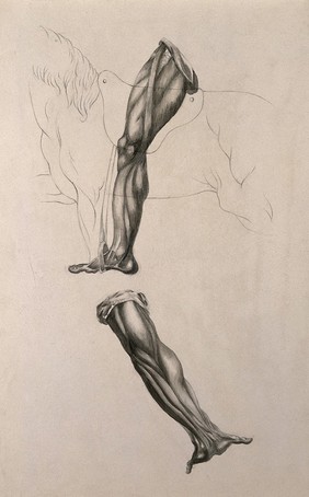 Écorché leg of man riding a horse, and écorché hand with outstretched palm. Pencil and ink wash drawing, after an unidentified work on anatomy, ca. 1830(?).