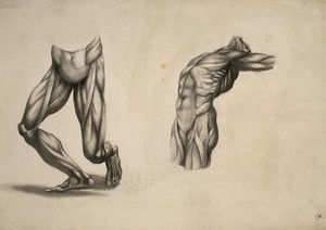 view Muscles of the lower limbs and the trunk: two écorché figures. Pencil and ink wash drawing, after an unidentified work on anatomy, ca. 1830(?).