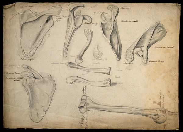 Scapula, sternum, clavicles and humerus. Pencil drawing, ca. 1811.