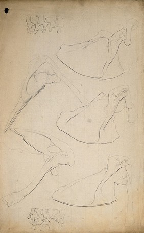 Scapulae and vertebrae. Pencil drawing, 1804/1815(?).