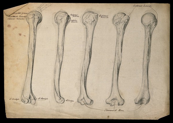 Humerus bone: five figures. Pencil drawing, ca. 1804.