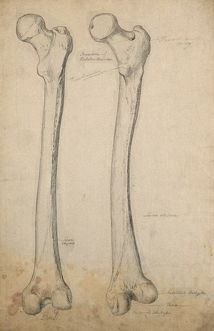 view Right femur (thigh-bone), back view: two figures. Pencil drawing, ca. 1804.