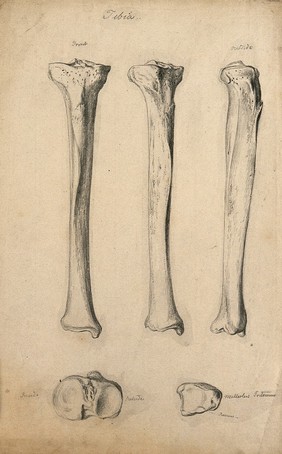 Tibia bones: five figures. Pencil drawing, ca. 1809.