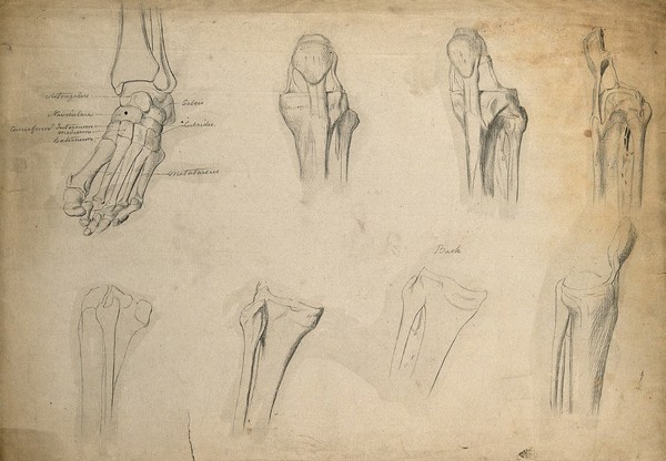 Bones of the foot, ankle and knee joint: eight figures. Pencil drawing, ca. 1811.