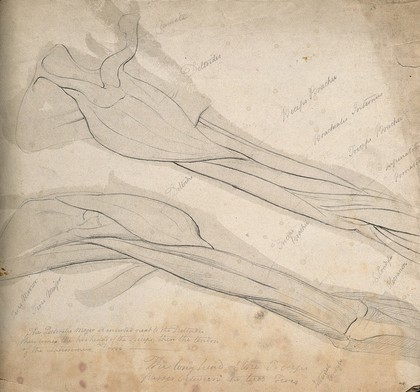 Muscles of the arm and shoulder: two figures. Pencil drawing, 1804/1815(?).