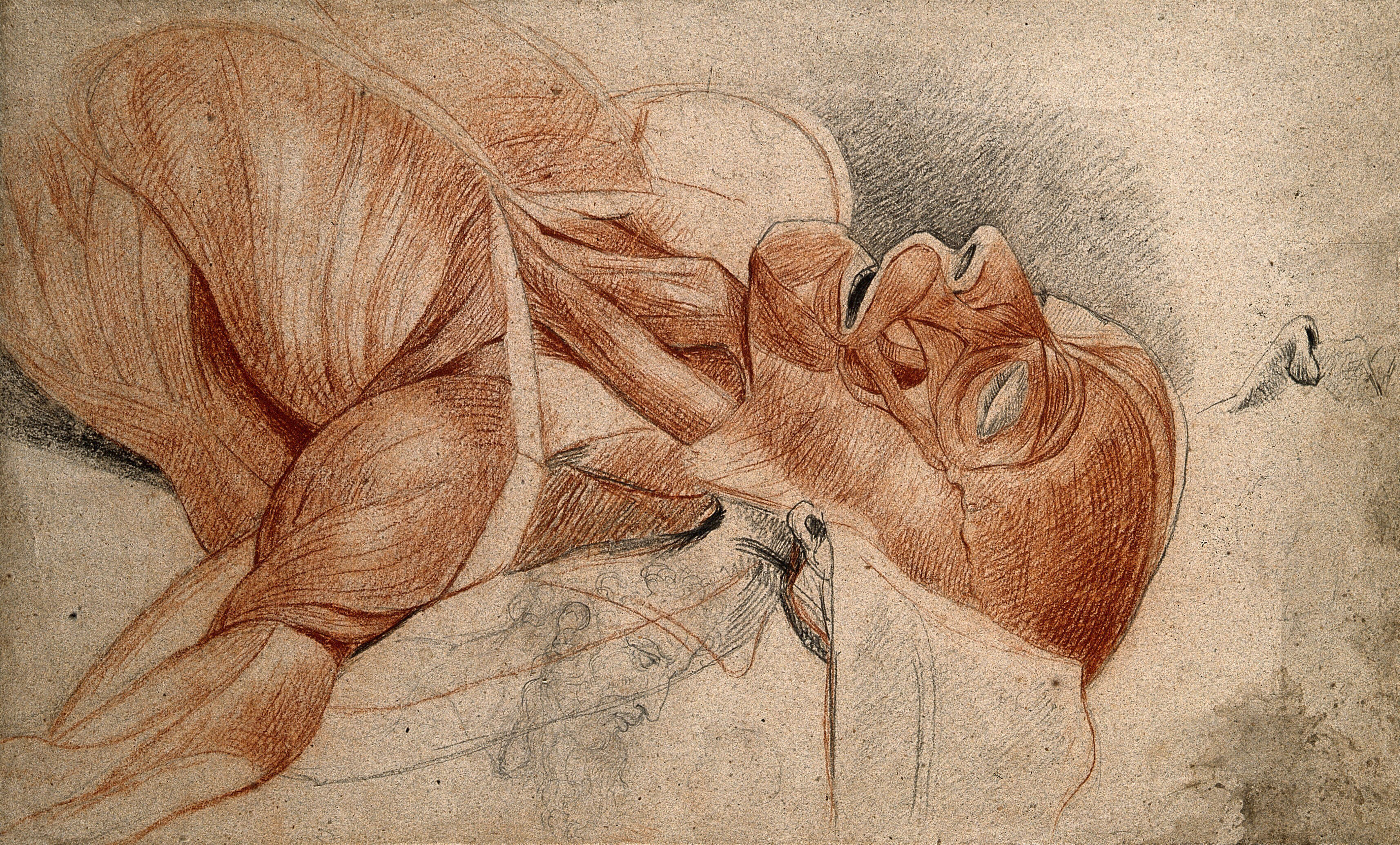 Head and shoulders of an écorché cadaver, with smaller sketches of a nose and a bearded man. Red and black chalk drawing, with pencil, by C. Landseer, ca. 1815. | Wellcome Collection