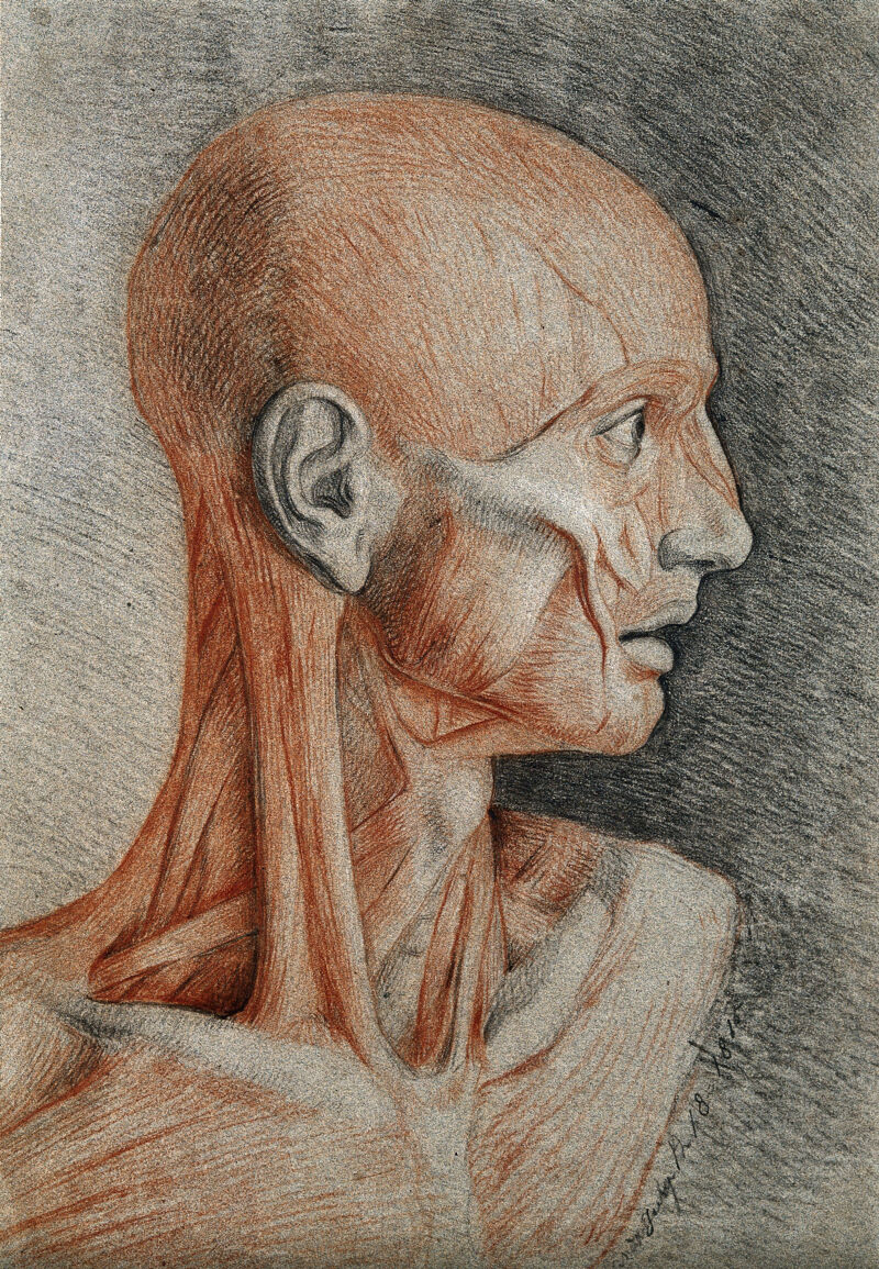 Head and neck of an écorché figure, in profile. Red and black chalk drawing, with pencil, by C. Landseer, 1815., 1815/07/18, by Charles Landseer