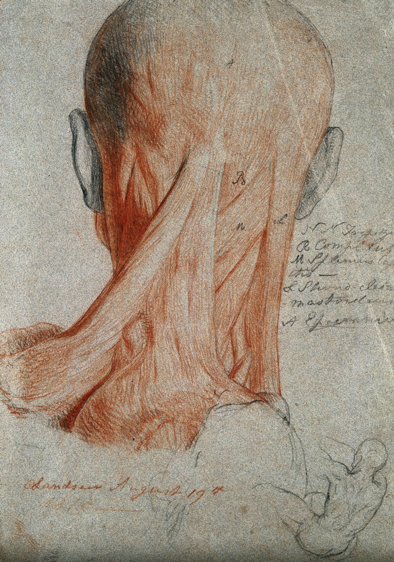 Head and neck of an écorché figure, seen from behind, and small sketch of male nude in action. Red chalk and pencil drawing, by C. Landseer, 1815., 1815/08/19, by Charles Landseer