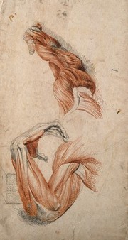 Muscles of the arm and hand: two studies of écorché arms, one bent at the elbow, the other outstretched. Red chalk drawing with pencil, by C. Landseer, ca. 1815.