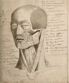 Bones and muscles of the head and neck: two écorché figures. Pen and ink, by C. Landseer, ca. 1815.