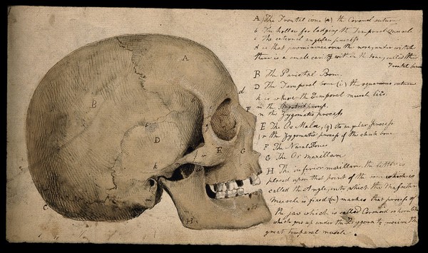 Skull: side view. Pen and ink with sepia wash, by C. Landseer, ca. 1815.