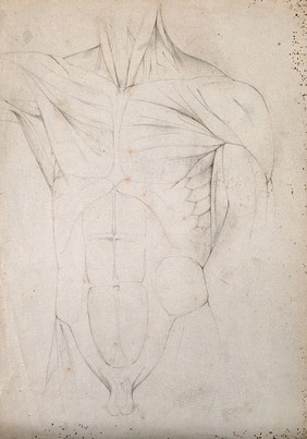 Male torso: écorché figure. Pencil drawing by C. Landseer(?), ca. 1815.