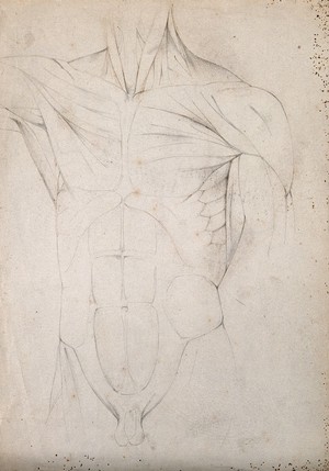 view Male torso: écorché figure. Pencil drawing by C. Landseer(?), ca. 1815.