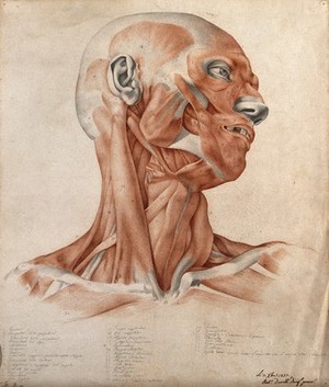 view Muscles and tendons of the head and neck: écorché figure. Red chalk and pencil drawing by A. Durelli, 1837.