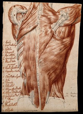 Muscles and tendons of the back: écorché figure. Red chalk and pencil drawing by or associated with A. Durelli, ca. 1837.