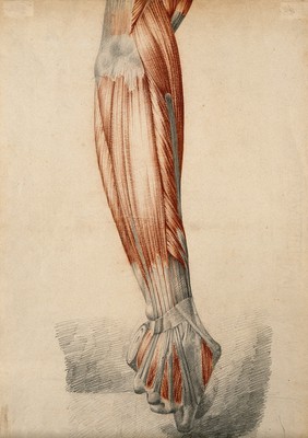 Muscles and tendons of the arm and clenched fist. Red chalk and pencil drawing by or associated with A. Durelli, ca. 1837.