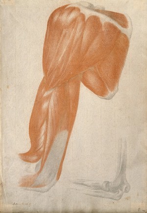 view Muscles and bones of the upper arm, shoulder and elbow: two figures. Soft orange crayon and pencil drawing by A. Durelli, ca. 1837.