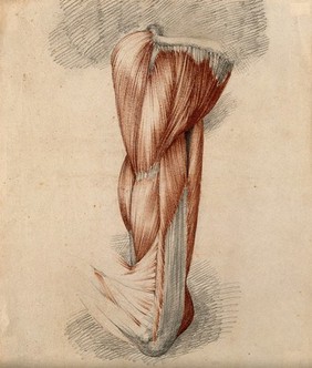 Muscles of the upper arm and shoulder. Red chalk and pencil drawing by or associated with A. Durelli, ca. 1837.