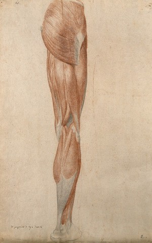 view Muscles of the leg. Red chalk and pencil drawing by A. Durelli, ca. 1837.