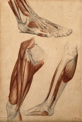 Muscles of the leg and foot: three figures. Red chalk and pencil drawing by A. Durelli, ca. 1837.
