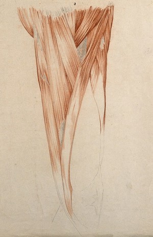 view Muscles and tendons of the thigh. Red chalk and pencil drawing by or associated with A. Durelli, ca. 1837.