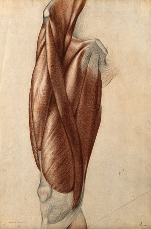 view Muscles and tendons of the thigh. Red chalk and pencil drawing by A. Durelli, ca. 1837.