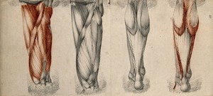 view Muscles and tendons of the thigh and lower leg: four figures. Red chalk and pencil drawings by or associated with A. Durelli, ca. 1837.