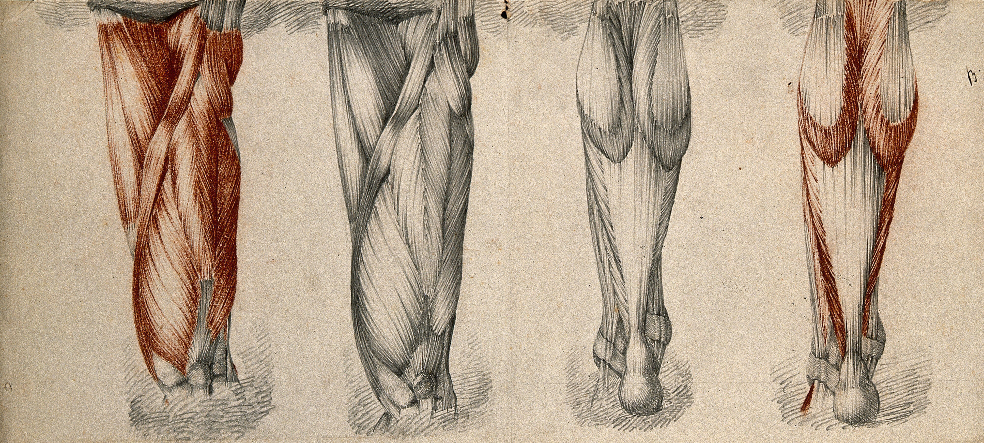 Muscles And Tendons Of The Thigh And Lower Leg Four Figures Red Chalk And Pencil Drawings By Or Associated With A Durelli Ca 1837 Wellcome Collection