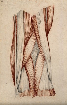 Muscles and tendons of the knee-joint. Red chalk and pencil drawing by or associated with A. Durelli, ca. 1837.