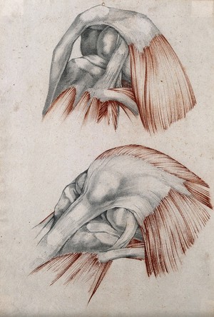 view Muscles, tendons and bones of the knee-joint: two figures. Red chalk and pencil drawing by or associated with A. Durelli, ca. 1837.